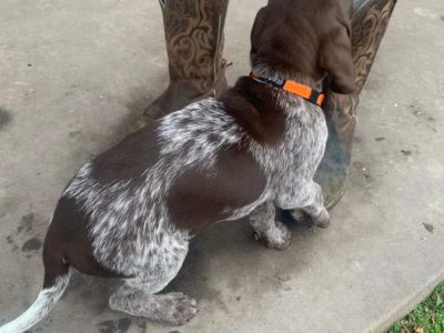 German Shorthaired Pointer Puppies