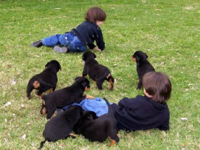 Purebred Rottweiler Puppies