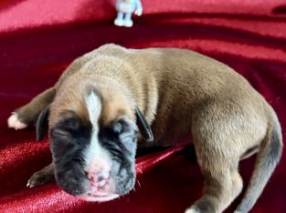 RPBA Registered – Purebred Boxer Puppies!