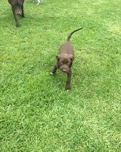 German Shorthaired Pointer Puppies