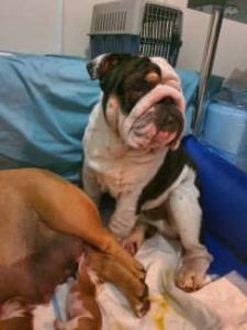 English bulldog puppies available to sell