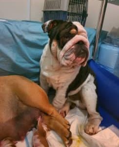 English bulldog puppies available to sell