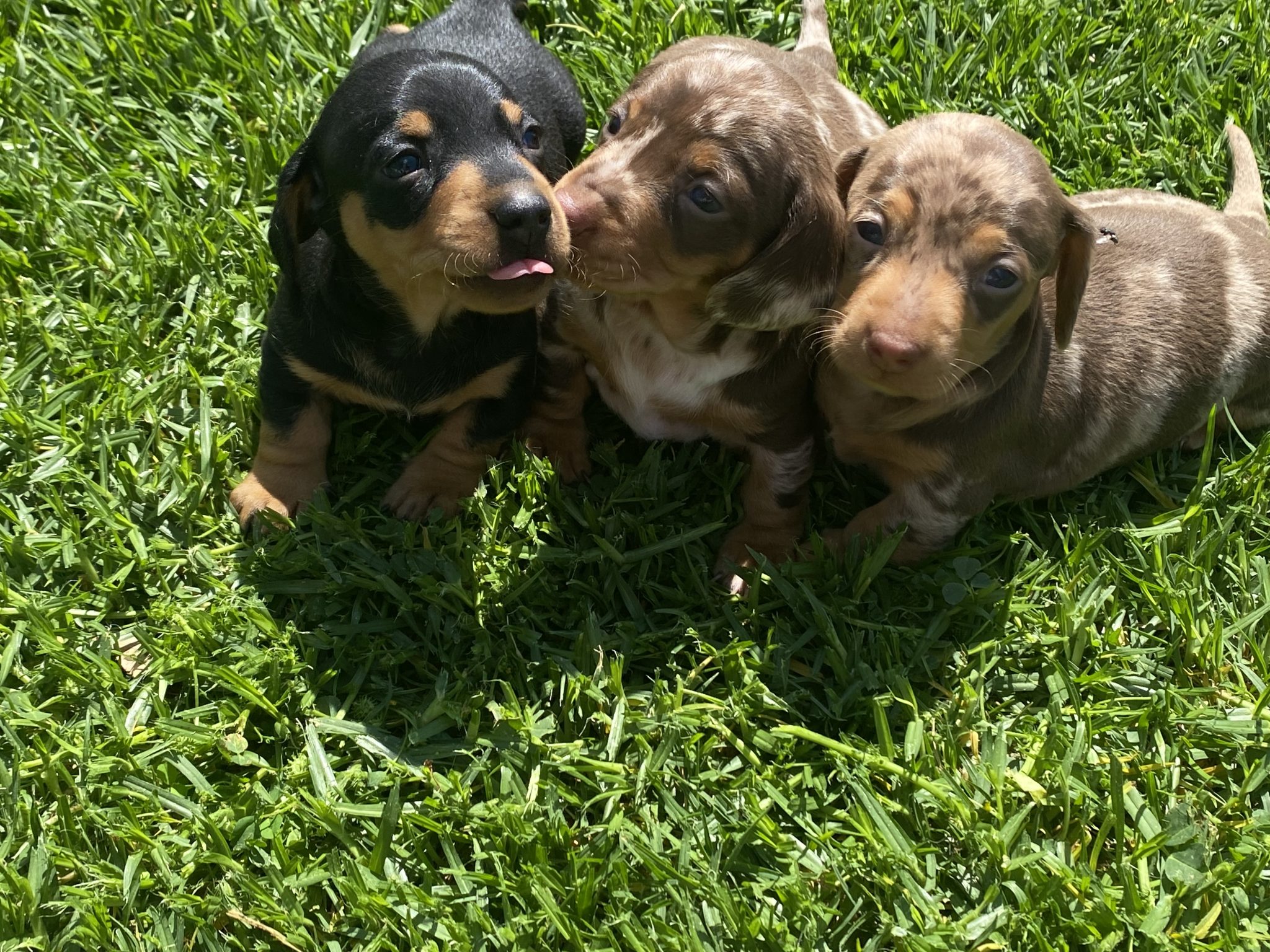 Miniature Dachshund puppies