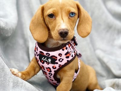 Miniature dachshund puppy last one left