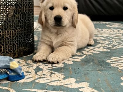 Pure Bred Golden Retriever Puppies