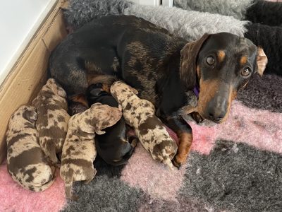 MINIATURE DACHSHUND PUPPIES FOR SALE