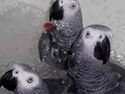 African Congo Grey Parrots