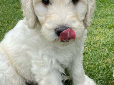 Labradoodle Puppies – F1B