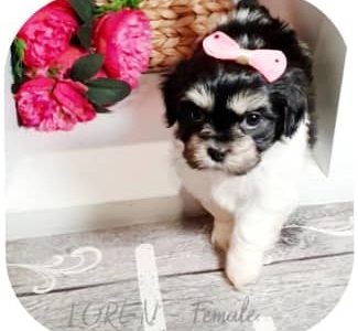 Maltese Shitzu, Born: 15-Aug / Ready: 7-October