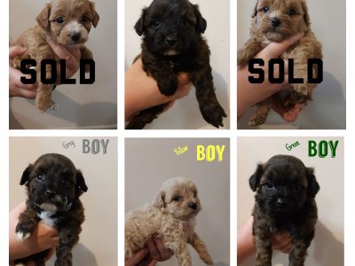 Toy Poodle x Pom/Chi