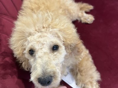 Parkview Pawfect Minature Poodle Puppies