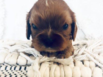 Cavalier King Charles Puppies Pure Bred