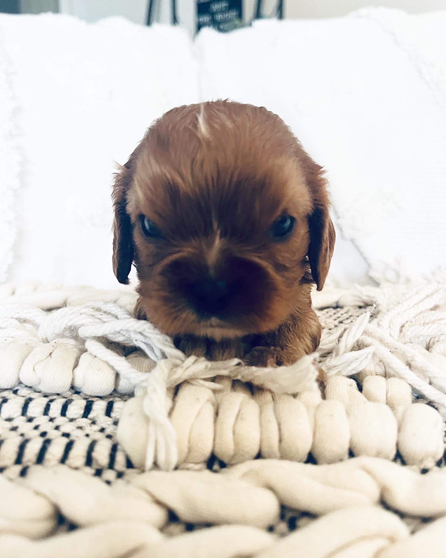 Cavalier King Charles Puppies Pure Bred