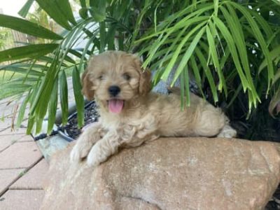 Cavoodle Puppies F1 (available now)