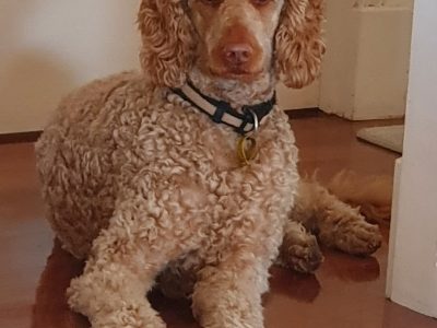 Standard Poodle for STUD