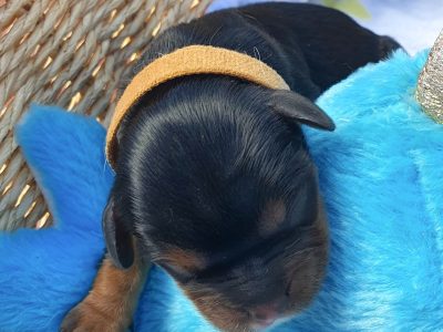 🐶❤ CAVALIER KING CHARLES SPANIEL PUPPIES 🐶 ❤