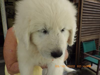 Maremma pups up for rehoming
