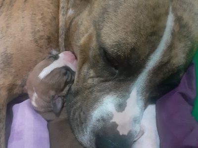 American staffy pups .