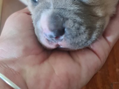 American staffy / American Staffordshire Puppies