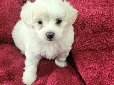 Moodles Minny Fluffy Teddy Bears – DNA CLEAR