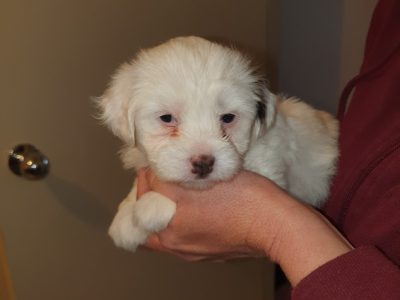 Puppies ! Shihtzu xPoodle