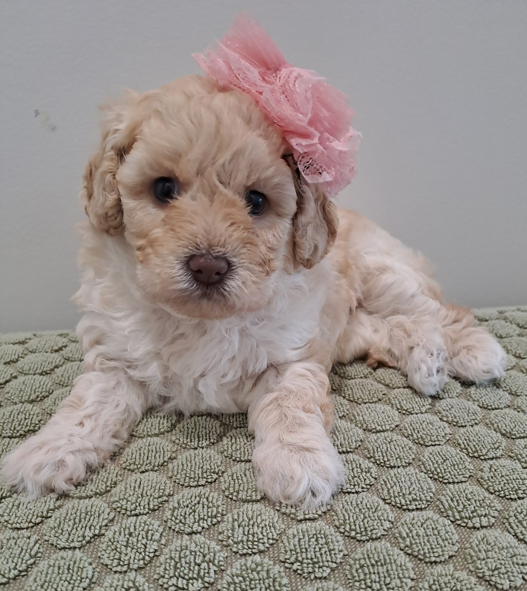 Toy Cavoodle crossed Moodle Puppies
