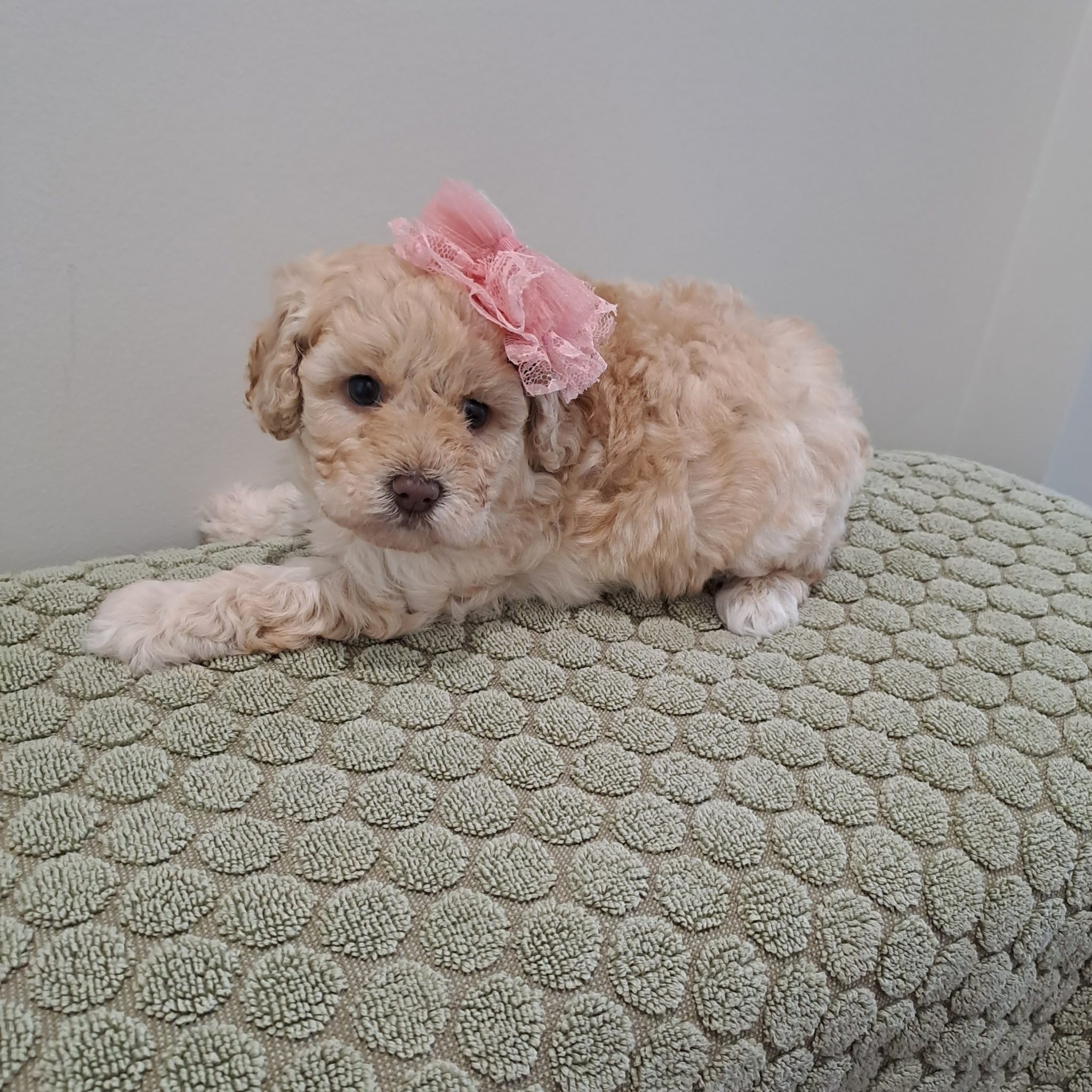 Toy Cavoodle crossed Moodle Puppies