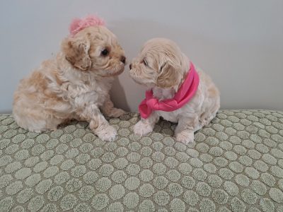Toy Cavoodle crossed Moodle Puppies