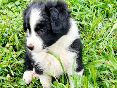 Pure Bred Border Collie Puppies
