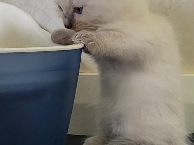 Purebred Ragdoll Kittens