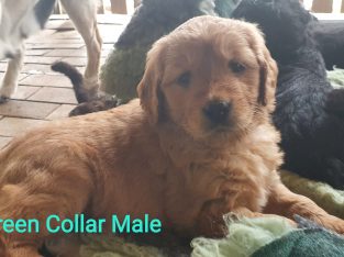 Groodle pups Parents DNA cleared
