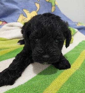 Beautiful schnoodle puppies