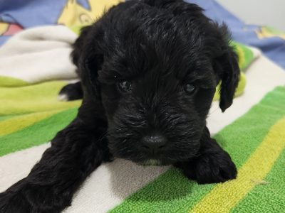 Beautiful schnoodle puppies
