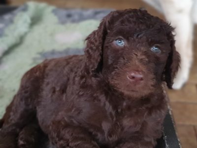 Standard Poodle Pups DNA parents