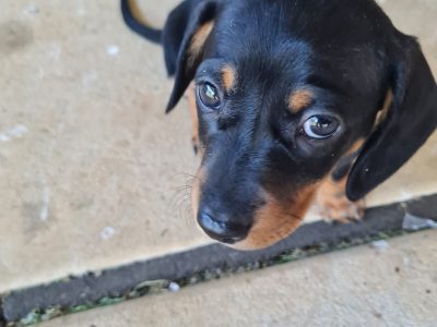 Beautiful Miniature Dachshunds