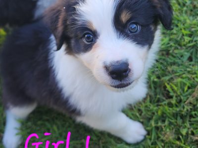 Purebred Black and White and Merle Border Collies