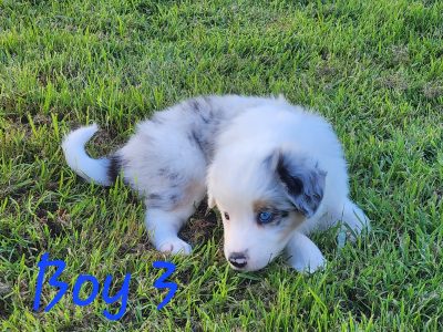 Purebred Black and White and Merle Border Collies