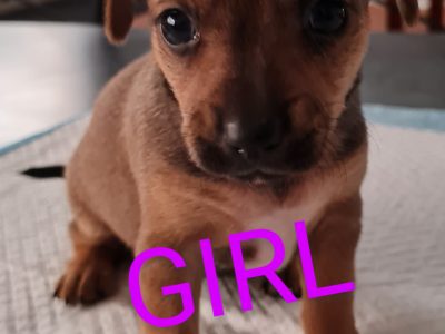 Four puppies ready for there knew homes