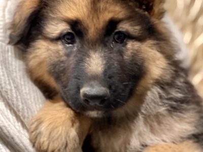 German shepherd Puppies – Pure bred