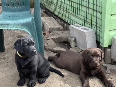Labrador Puppies – Purebred – Ready Now!
