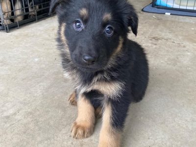 Purebred German Shepherd Puppies