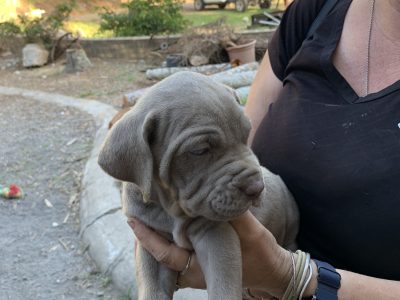 Purebred Neapolitan Mastiff pups