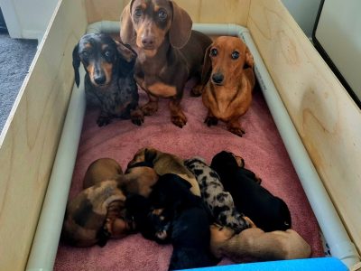 miniature dachshund puppies 5 left
