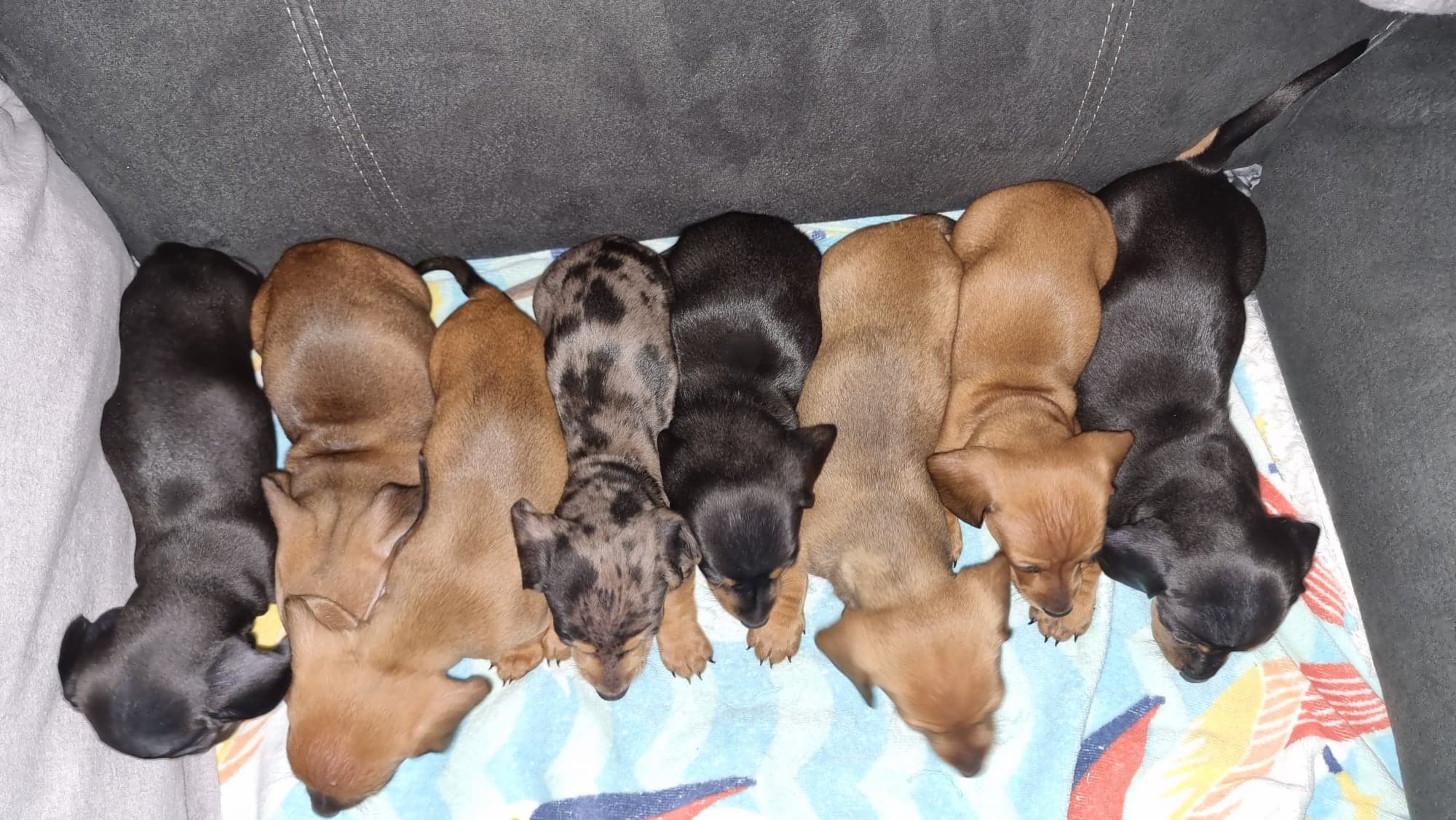 miniature dachshund puppies 5 left