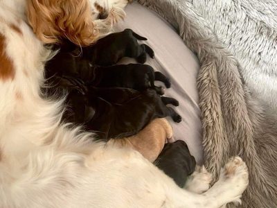 Cocker Spaniel Puppies
