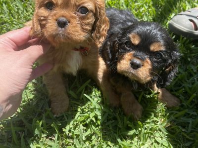 King Charles cavalier puppies