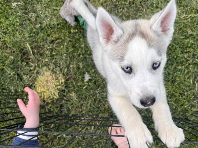 Female husky puppy