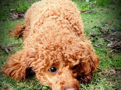 Stud Toy Poodle