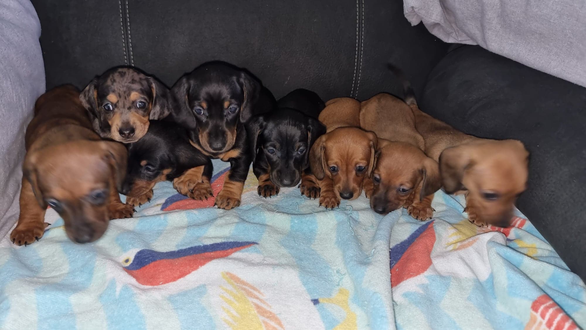 miniature dachshund puppies 5 left