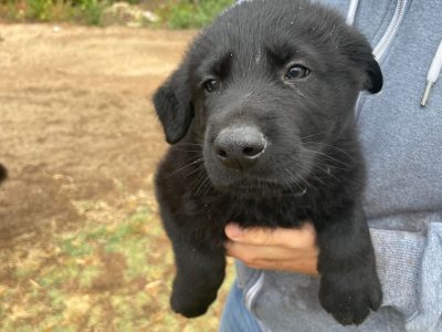 Purebred German Shepherd puppies